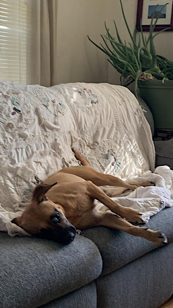 dog on couch