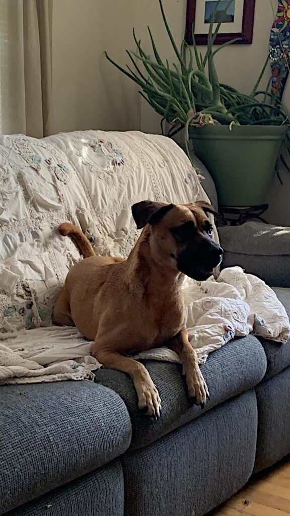 clean dog on couch