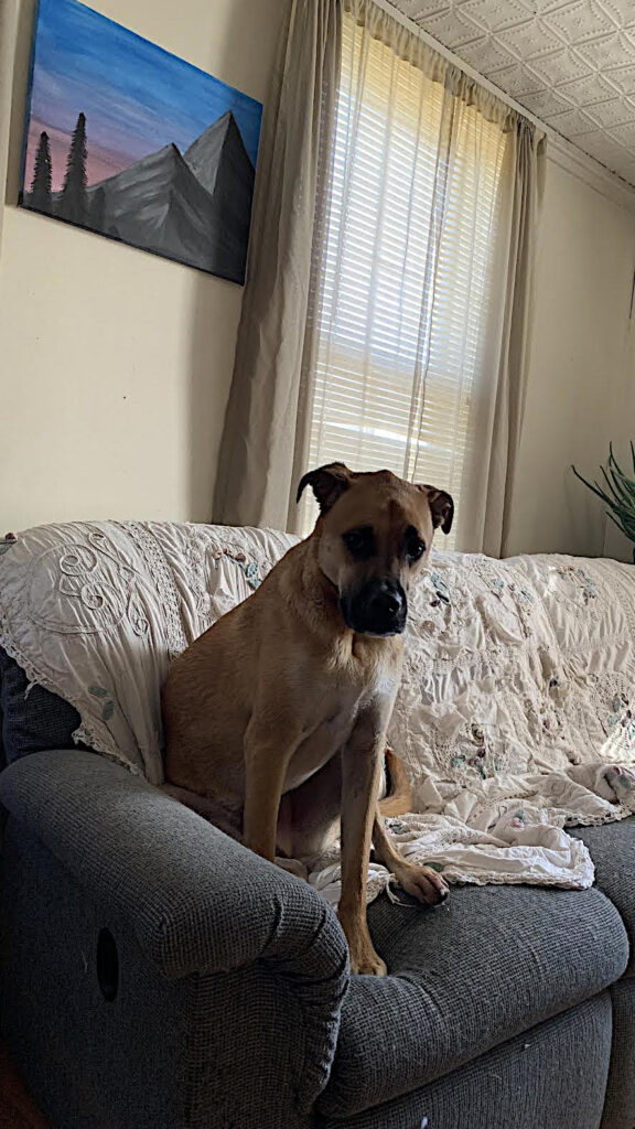 dog on couch