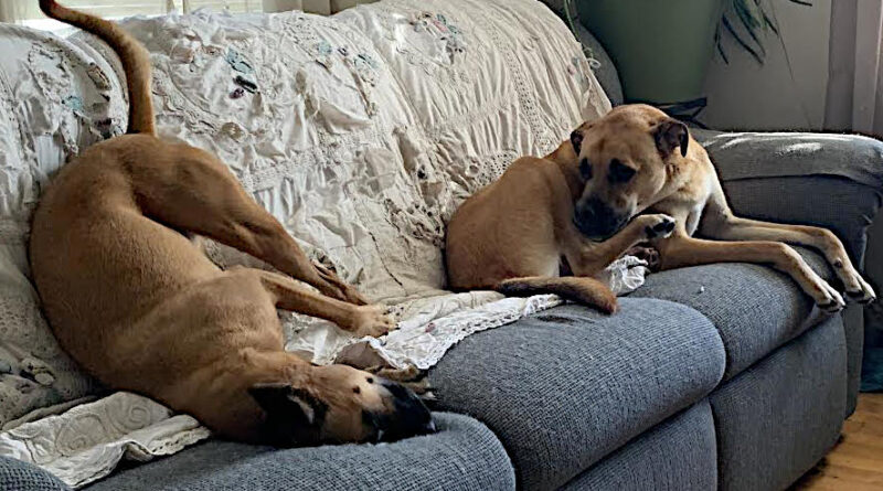 dogs on couch