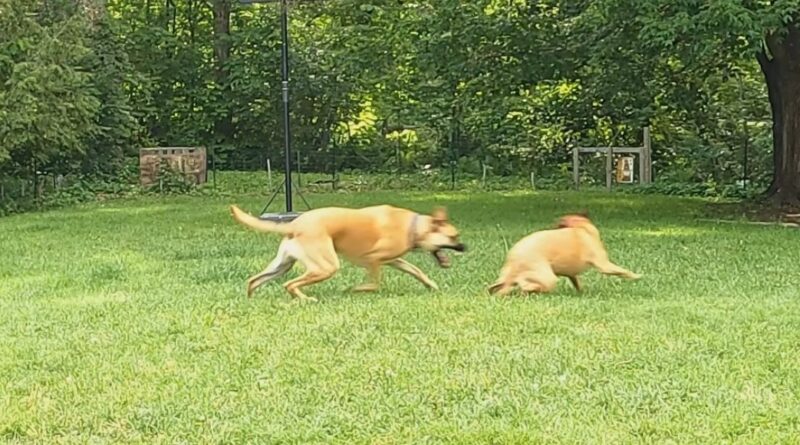 dogs playing