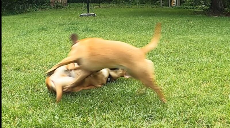 dogs playing, roughly, as it turns out